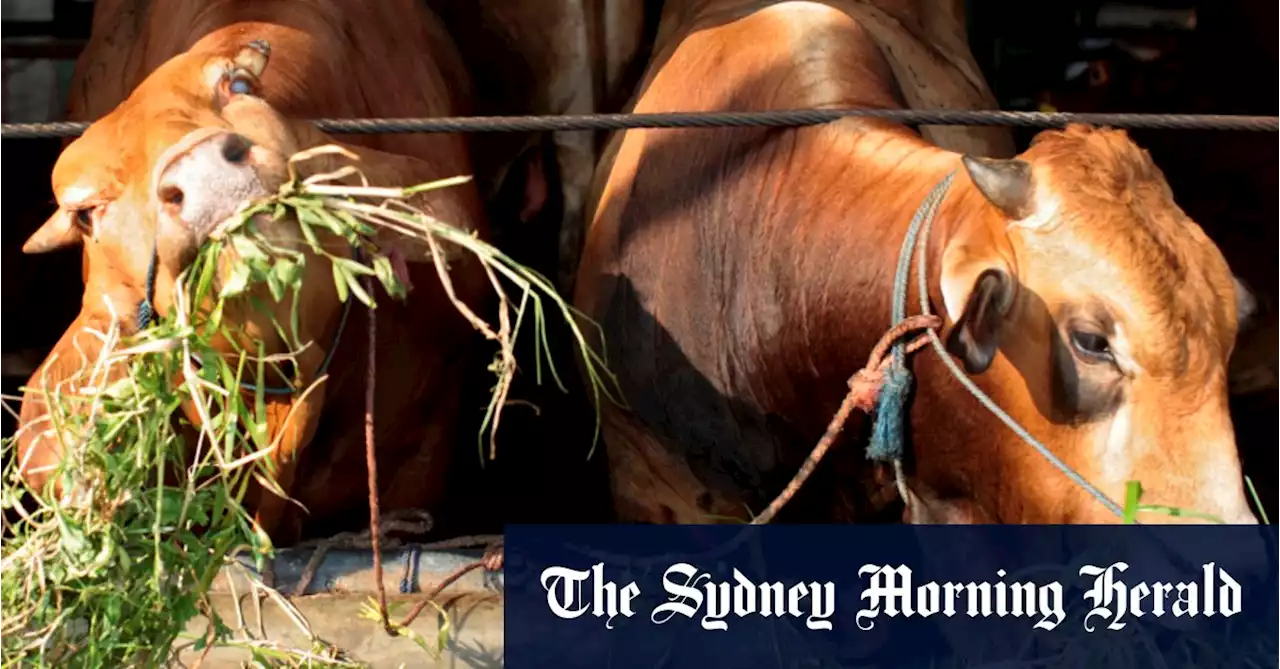 Single foot-and-mouth case would trigger COVID-like tracing, culling of sick animals