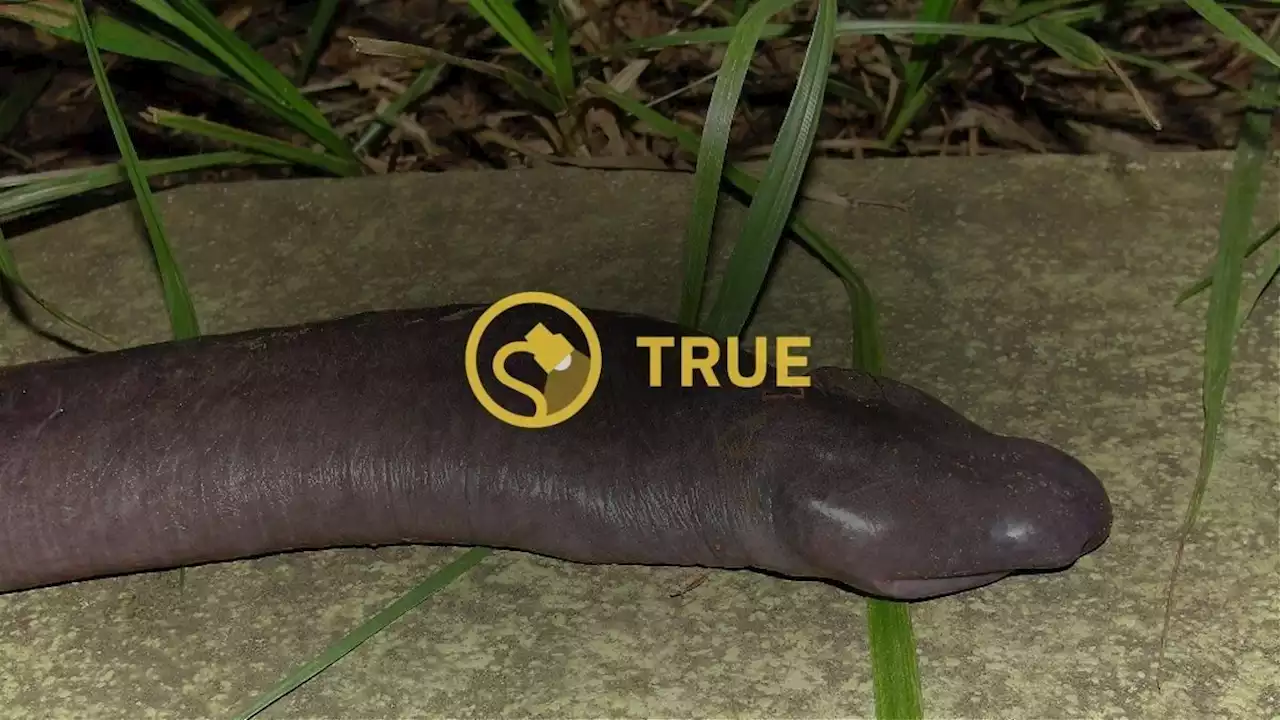 Is the 'Penis Snake' a Real Animal?