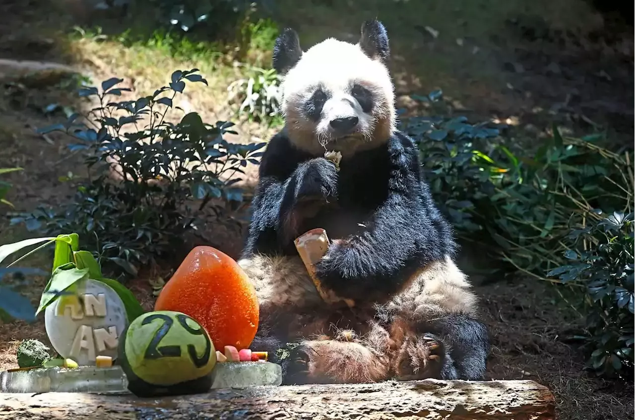 Worlds Oldest Male Giant Panda Dies At 35 