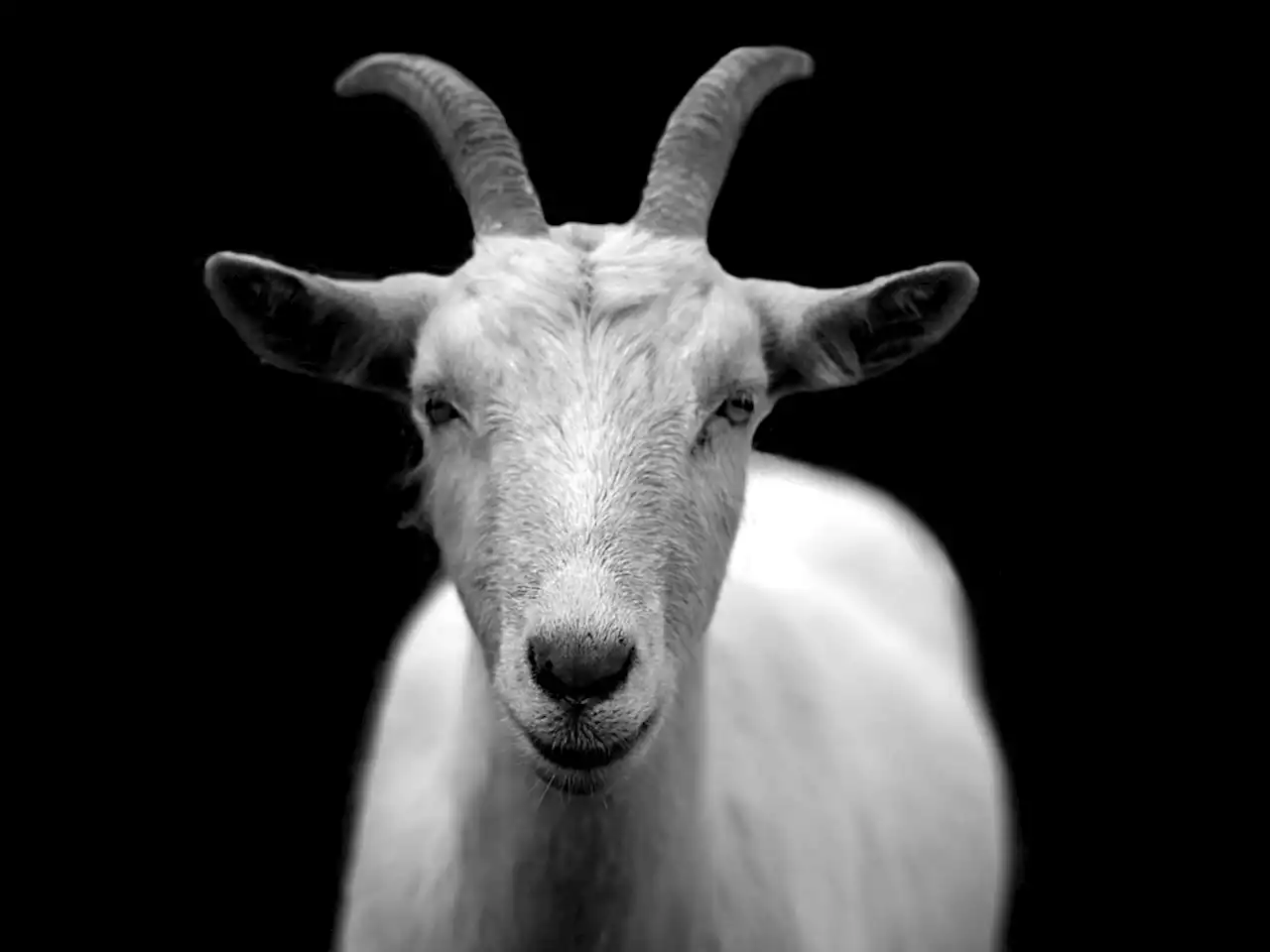 NSPCA outraged by new track released in the name of goat rapist