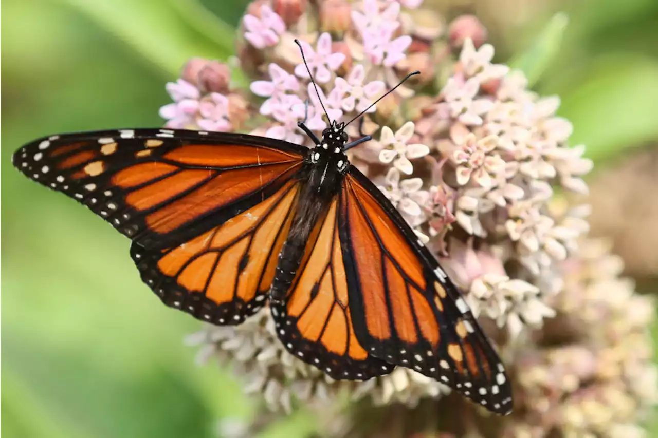 Monarch Butterflies Listed as Endangered