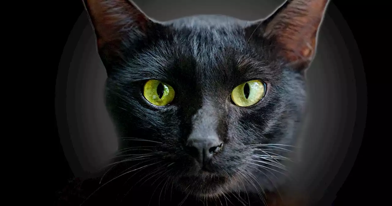 145 black cat names that are as unique as your feline