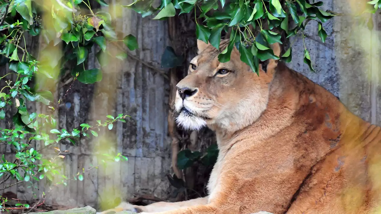 Löwin Zeta im Allwetterzoo Münster mit 24 Jahren eingeschläfert worden