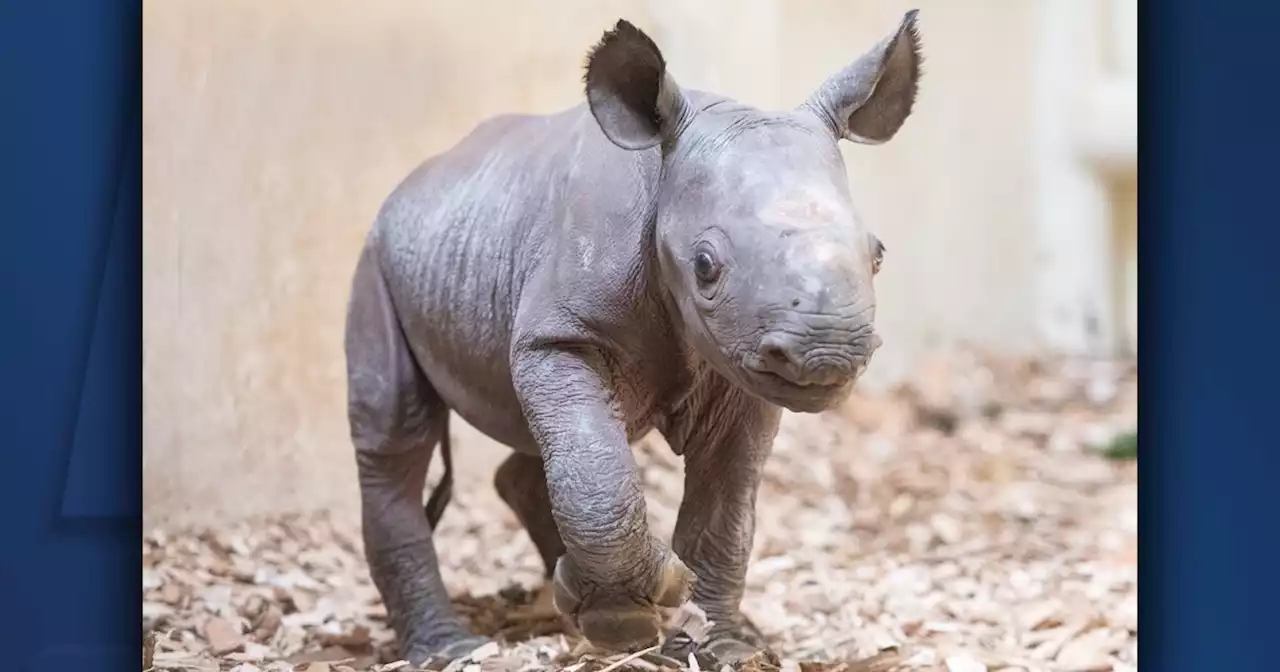 Cleveland Zoo welcomes baby rhino calf born on July 9