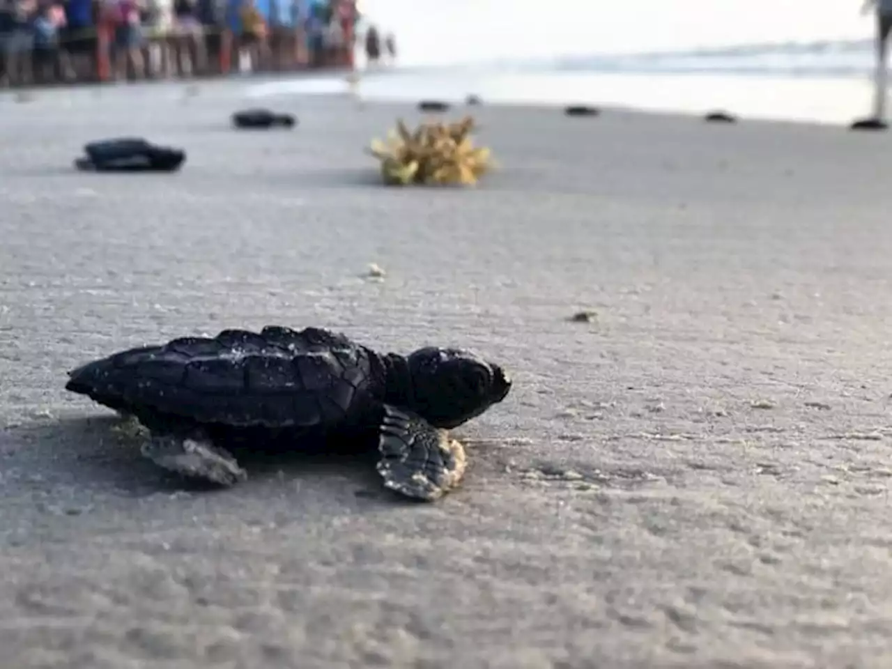 Naval Station Mayport discovers sea turtle hatching, gives tips to keep them safe