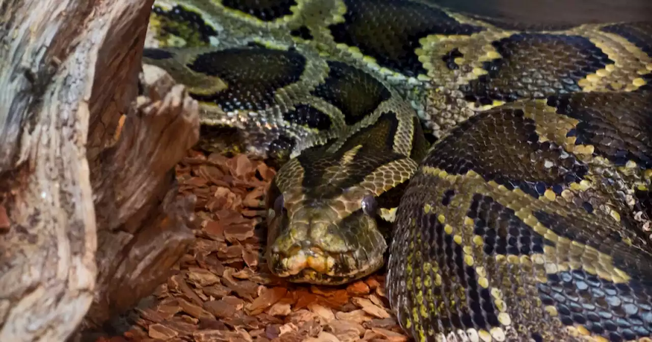 Officers fatally shoot 15-foot snake wrapped around man's neck