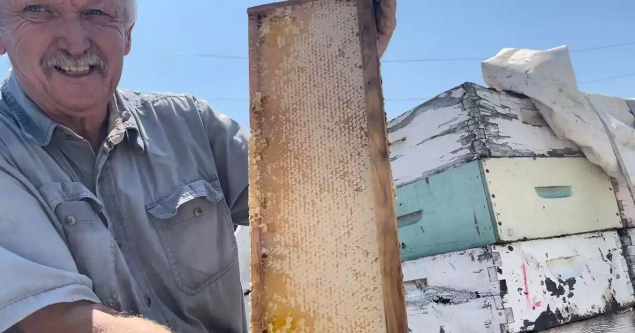 High temperatures leave bees buzzing mad!