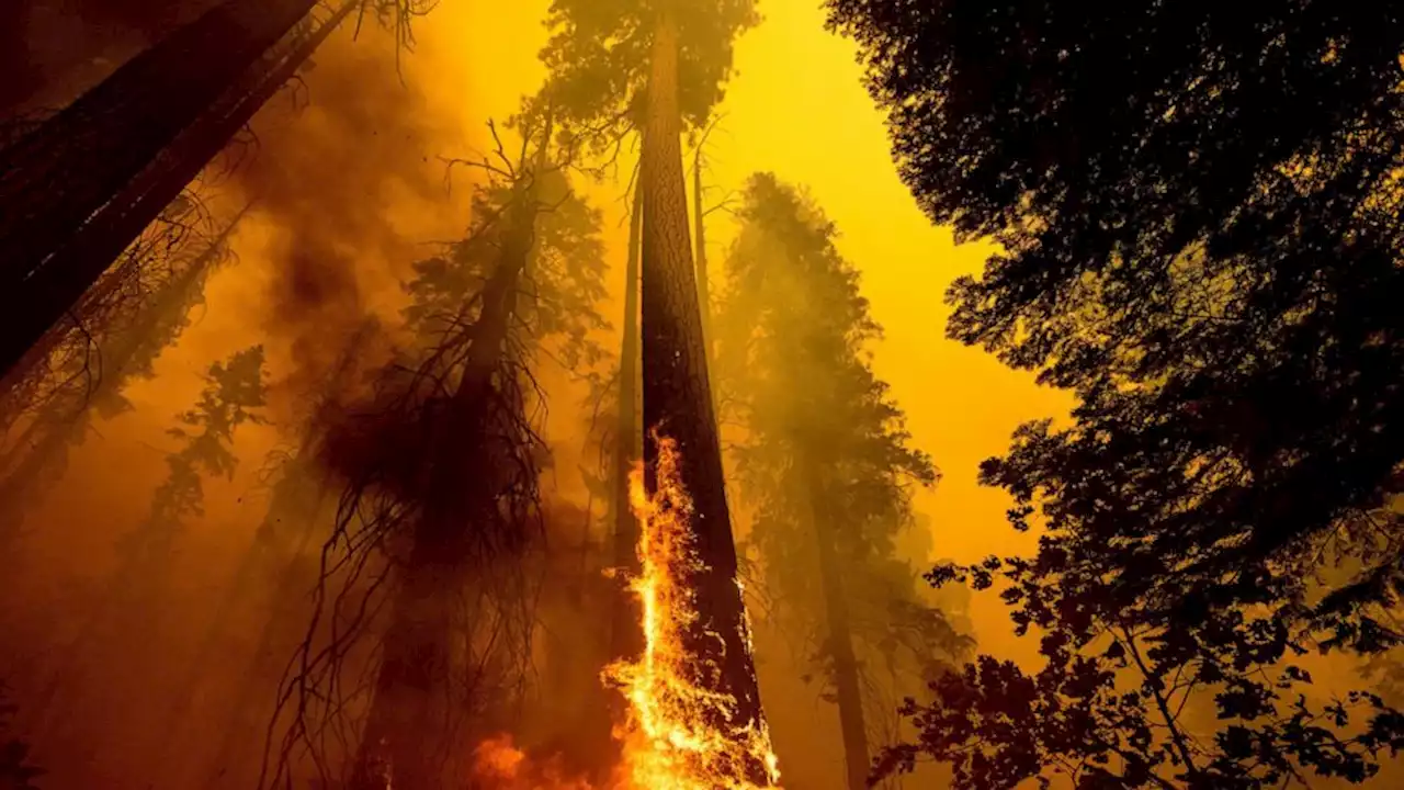 US takes emergency action to save sequoias from wildfires