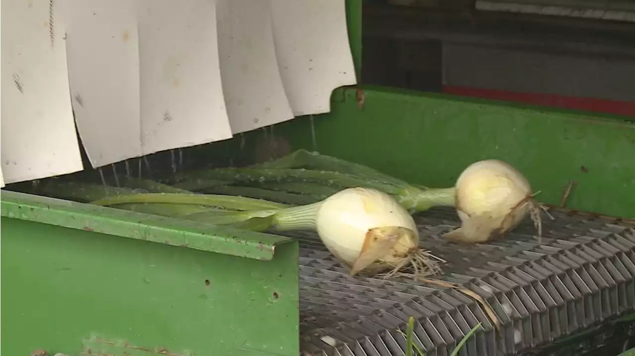 Southcentral farmers battle inflation, hay shortages