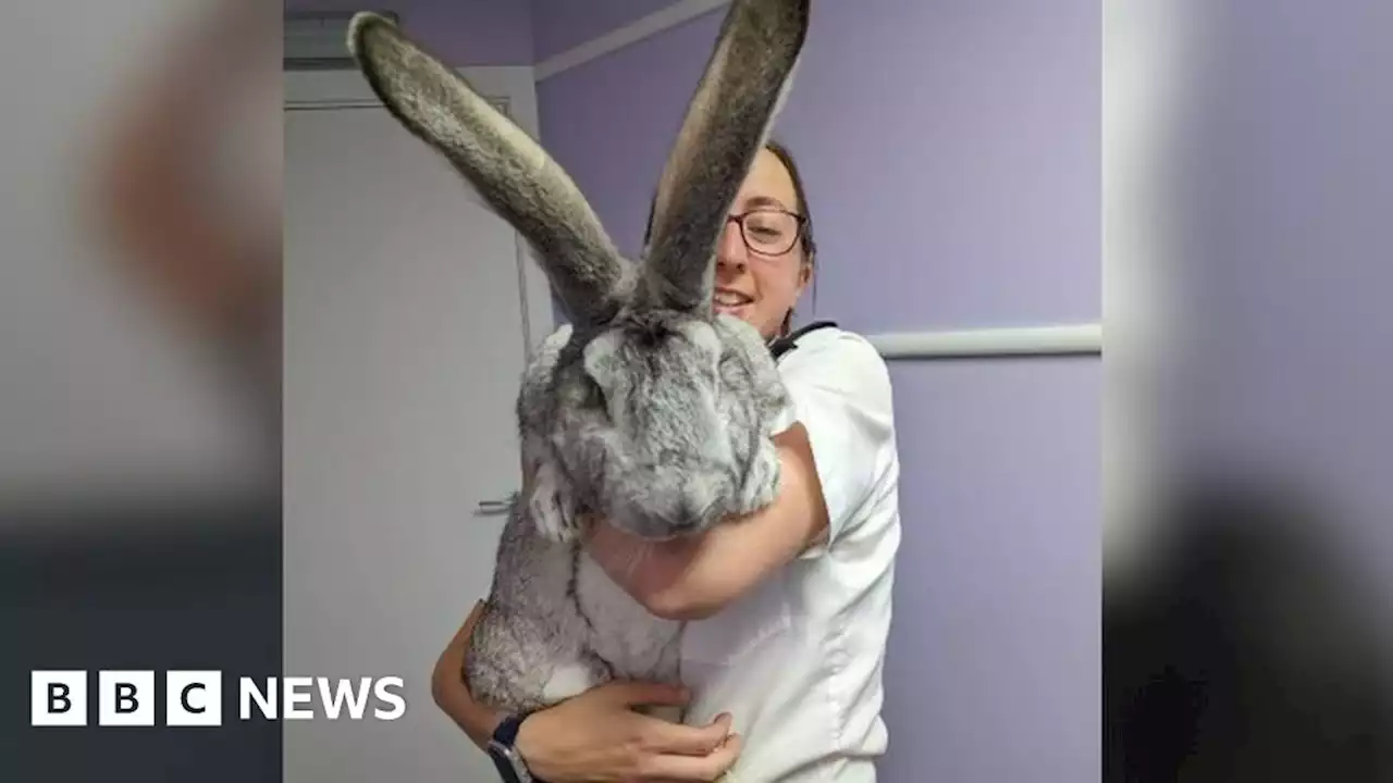 Giant rabbits rescued from Ashington allotment cramped hutches