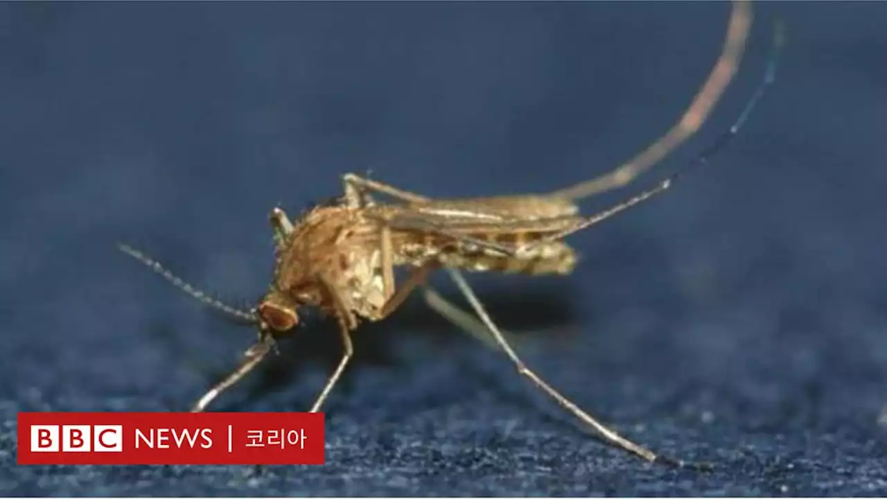 '일본뇌염' 경보 발령…기온 상승으로 2주 빠르다 - BBC News 코리아