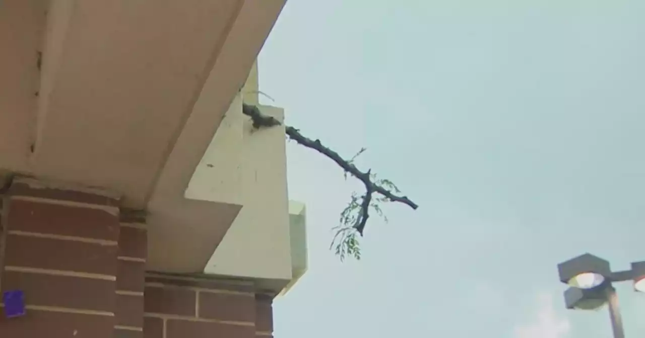 Chicago Weather Alert: NWS confirms tornado in south Naperville leaving damaged trees, debris