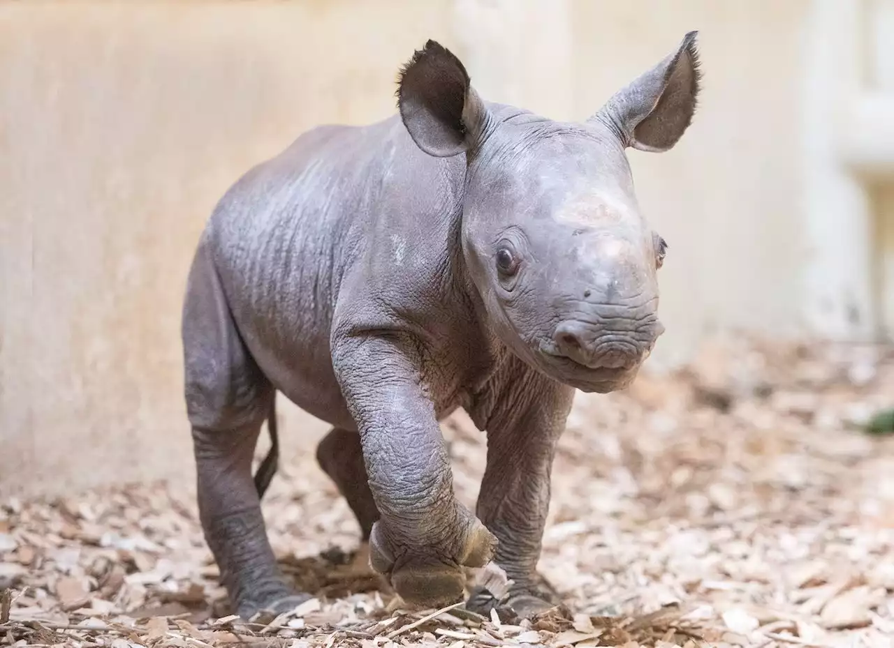 Vote to name rhino born at Cleveland Metroparks Zoo