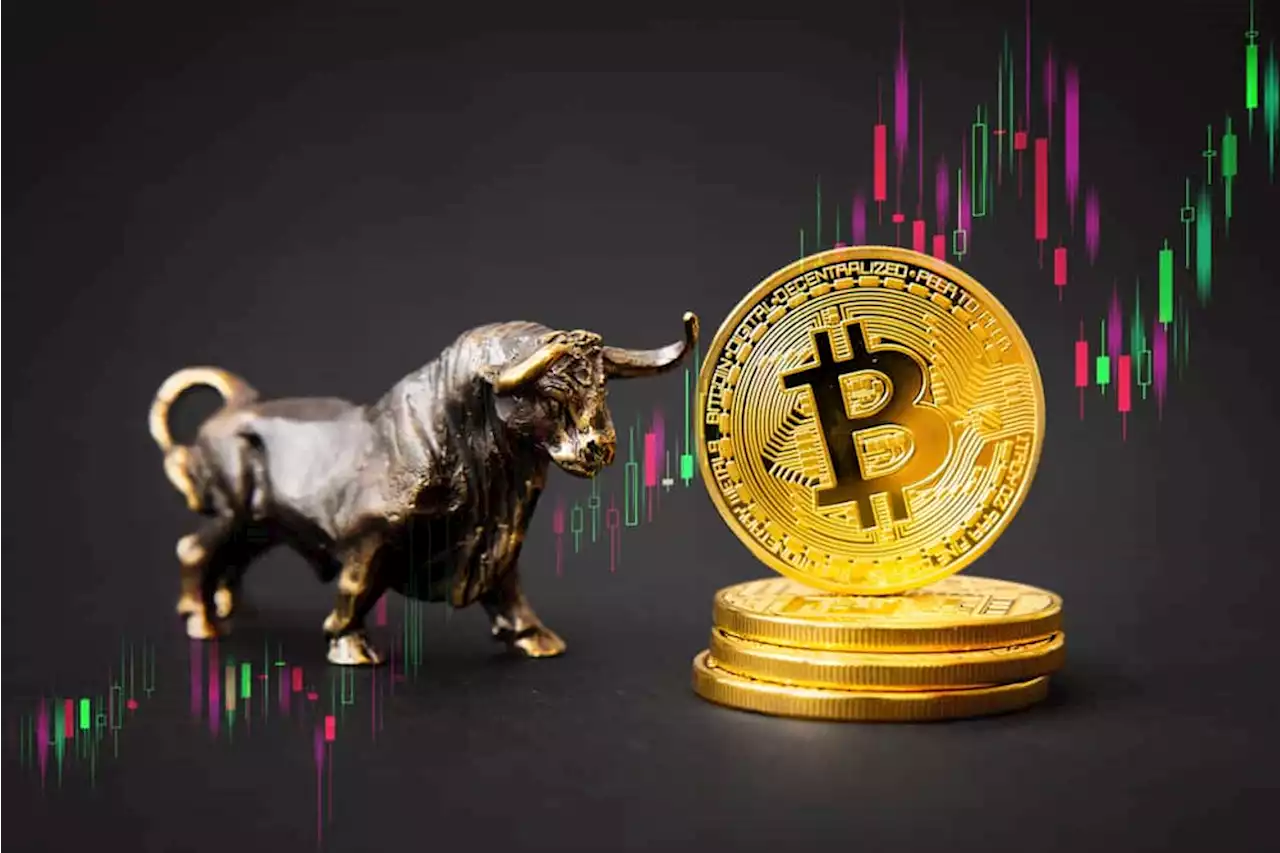 Expect the next Bitcoin bull run in a year, says finance professional F. Grummes