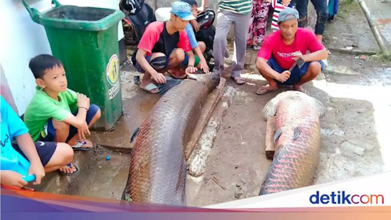 Ikan Raksasa Arapaima Milik Bos Cengkeh di Garut Dipelihara Sejak Kecil