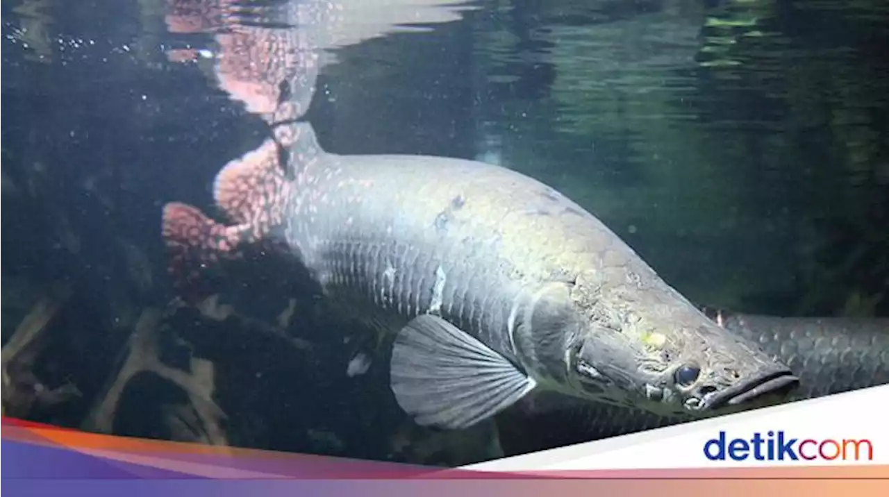 Tentang Ikan Arapaima, Ikan Besar yang Ditemukan Pascabanjir Garut