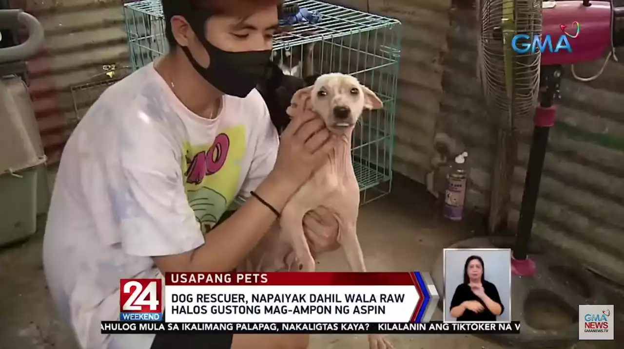 Dog rescuer urges public to adopt regardless of breed: ‘Turuan niyo ang puso niyo magmahal ng aspin’