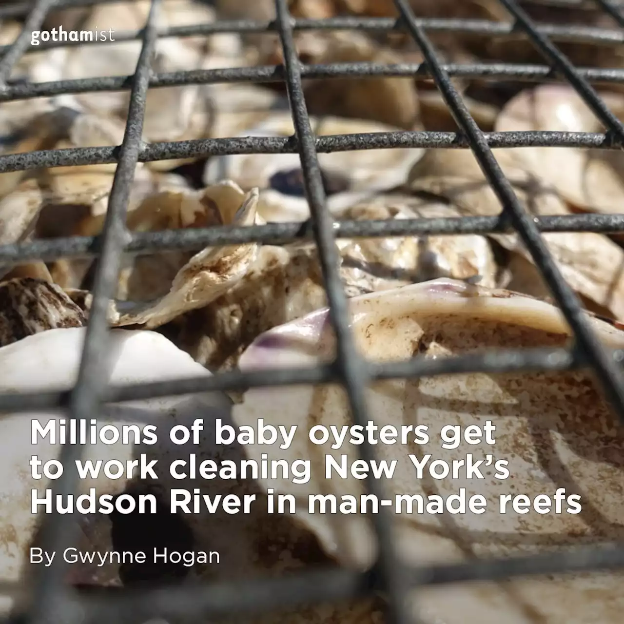 Millions of baby oysters get a new briny home off the shores of Hudson River Park