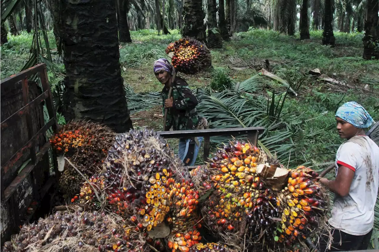 Merangkak Naik, Harga Sawit Makin Kinclong