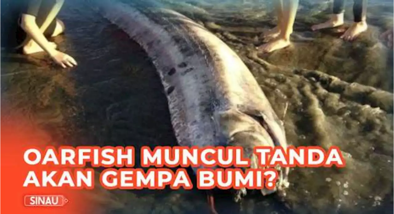 Mengenal Oarfish yang Sering Dikaitkan dengan Gempa Bumi