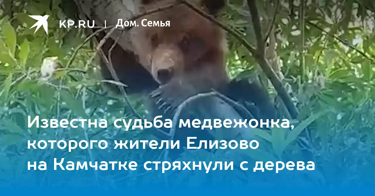 В Елизово Камчатского края спасли медвежонка-сироту, который зашел в город и залез на дерево