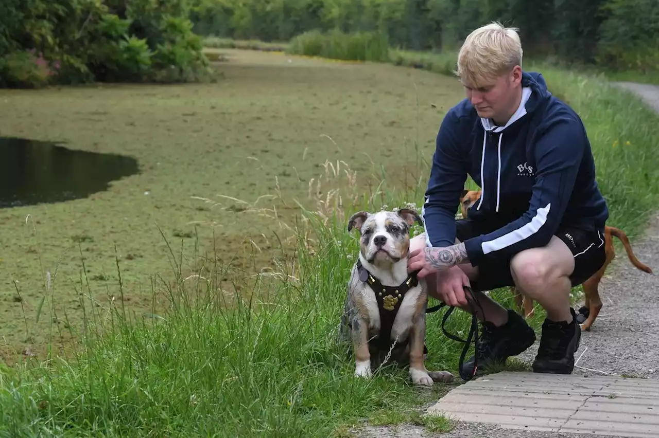 “It’s the first time he has ever been in water': puppy almost drowned after running onto algae-infested Preston canal