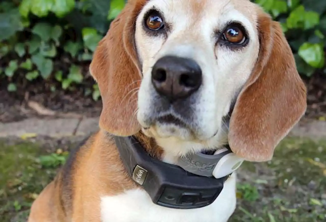 Meet the canine officers guarding U.S. agriculture