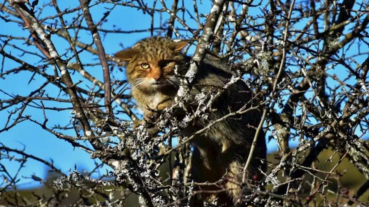 Pánico en Santa Clara del Mar por la aparición de gatos monteses