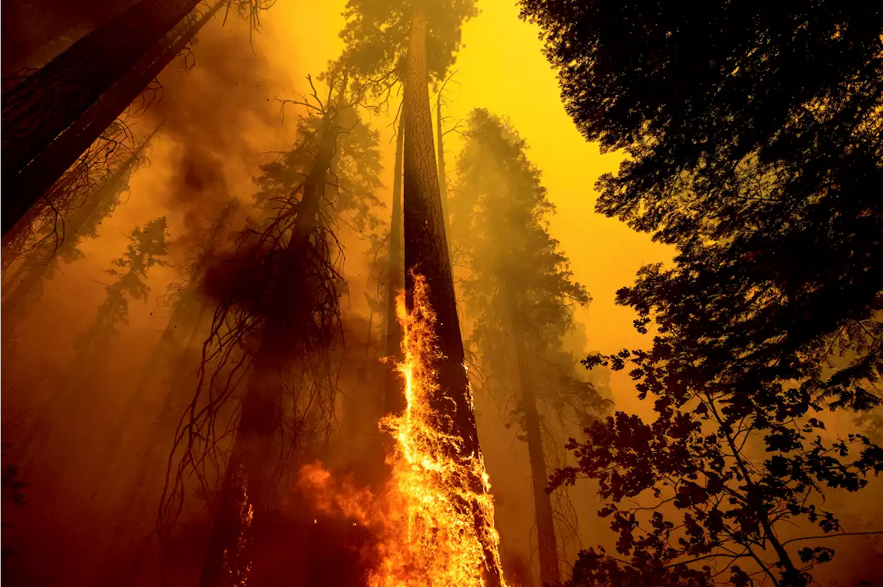 US Takes Emergency Action to Save Sequoias From Wildfires