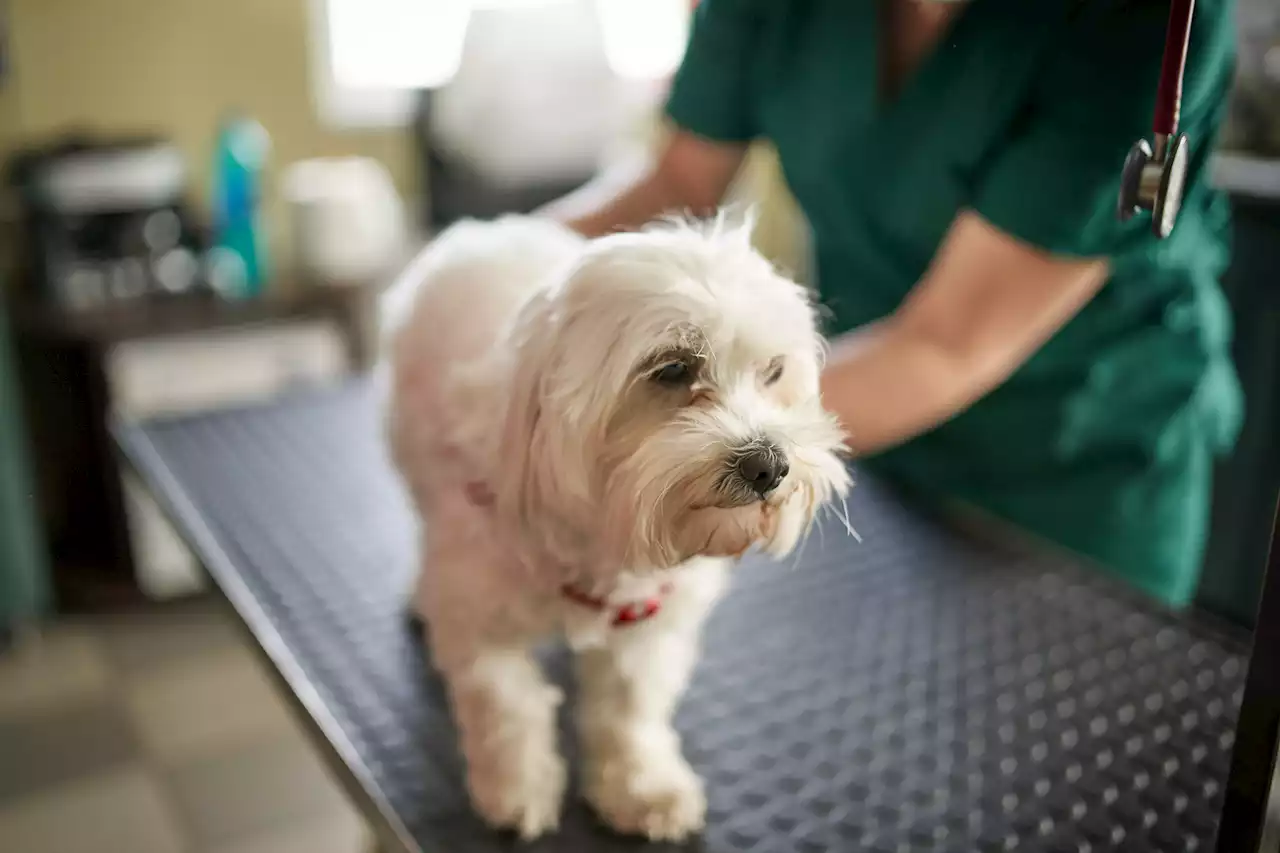 Nationwide Veterinarian Shortage Has Bay Area Pet Owners Scrambling