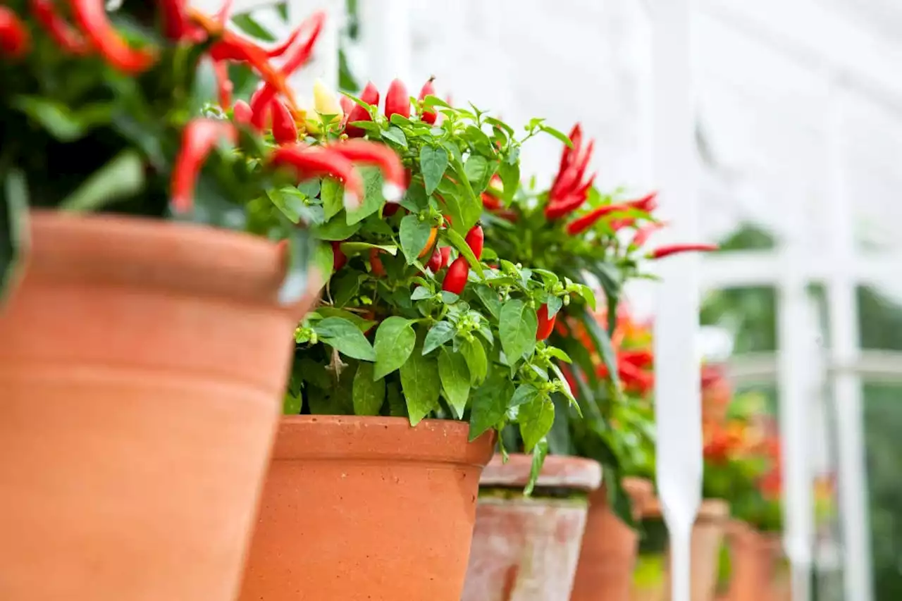 How to grow chilli plants in cooler climates