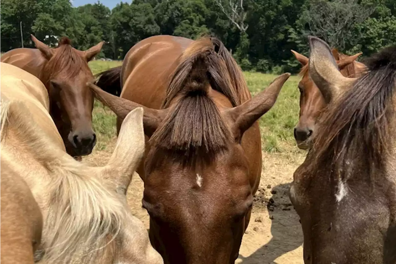 Horses’ manes at a Philly school were mysteriously cut: ‘I was just flabbergasted’