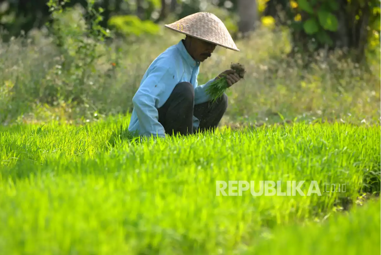 DPRD Minta Pemprov NTB Beri Subsidi Petani untuk Atasi Kemiskinan |Republika Online