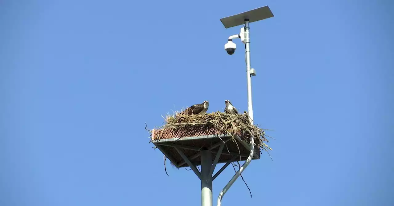 Nesting ospreys delight crowds at World Championships