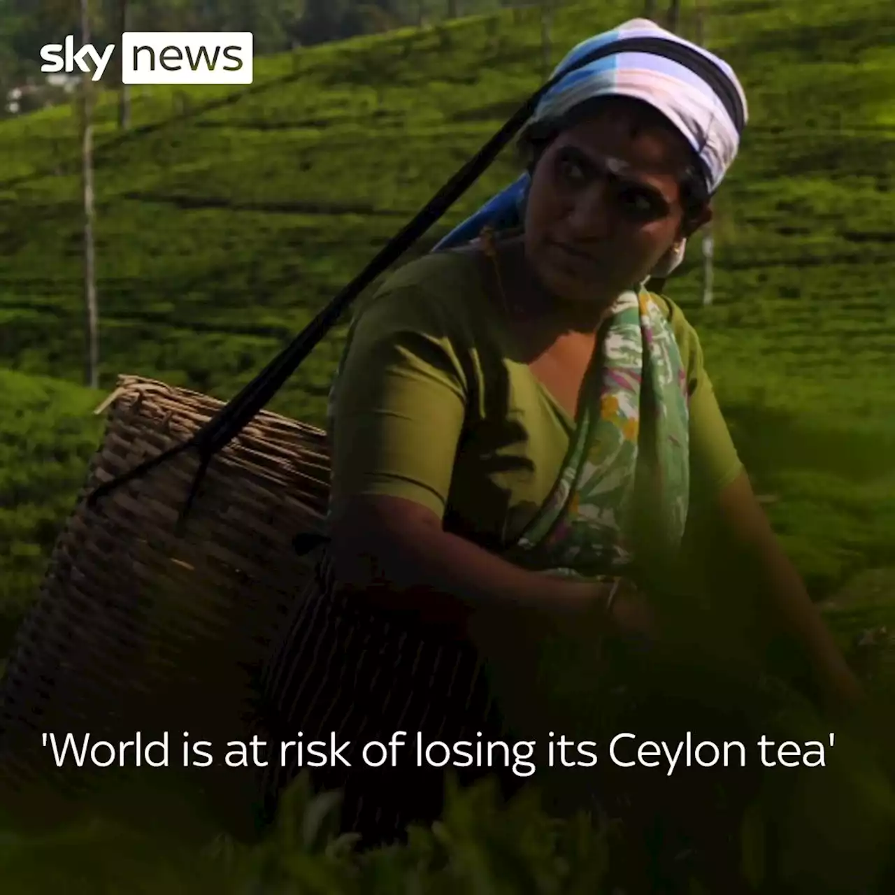 Sri Lanka's tea industry has survived world wars and global depressions - but now it's really in jeopardy