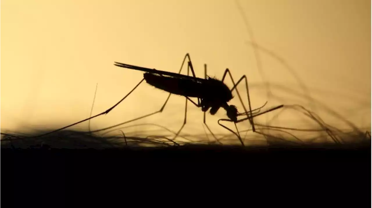 Japanese Encephalitis Sedang Merebak di Assam: 38 Jiwa Jadi Korban, 238 Orang Terinfeksi