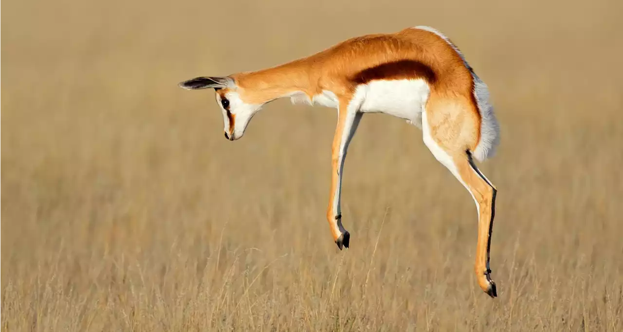 Lab-grown springbok and impala on the menu in South Africa