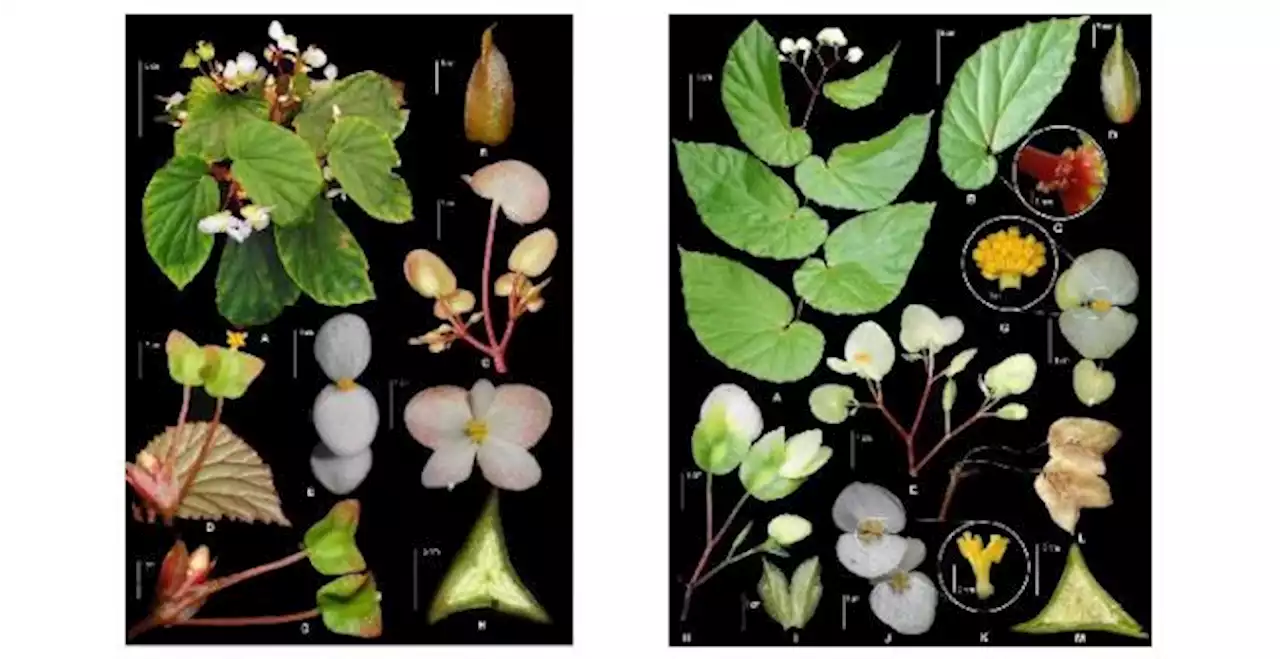 Peneliti BRIN Temukan Dua Spesies Baru Begonia dari Maluku