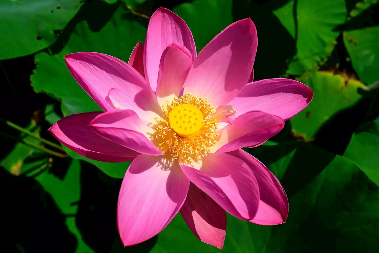 The Lotus Flowers at Kenilworth Aquatic Gardens Are at Peak Bloom