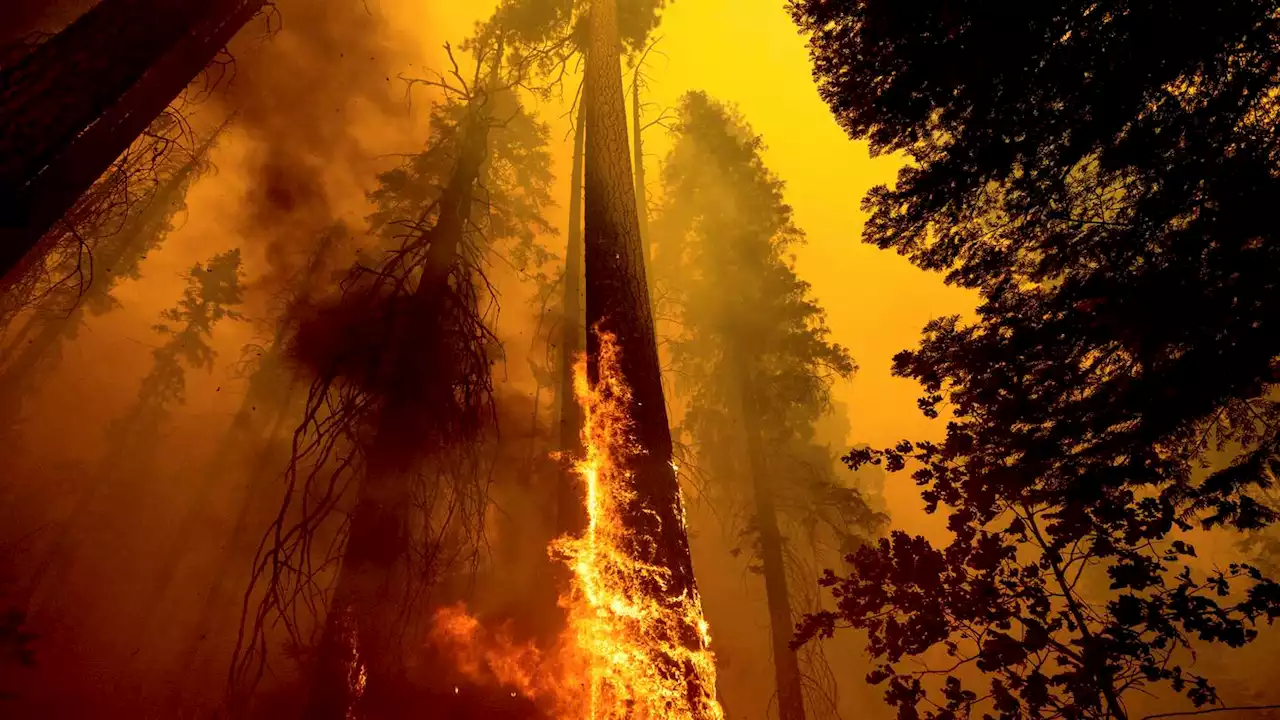 US takes emergency action to save sequoias from wildfires