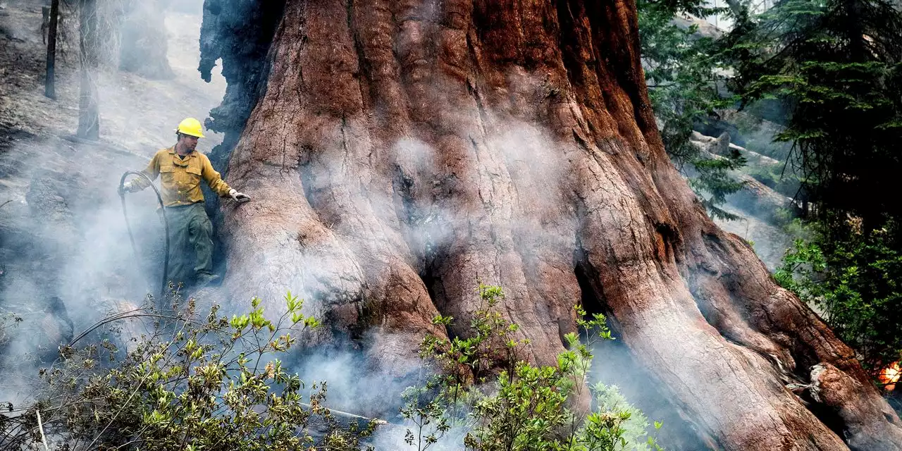 U.S. Forest Service Sets Emergency Plan to Protect Giant Sequoias