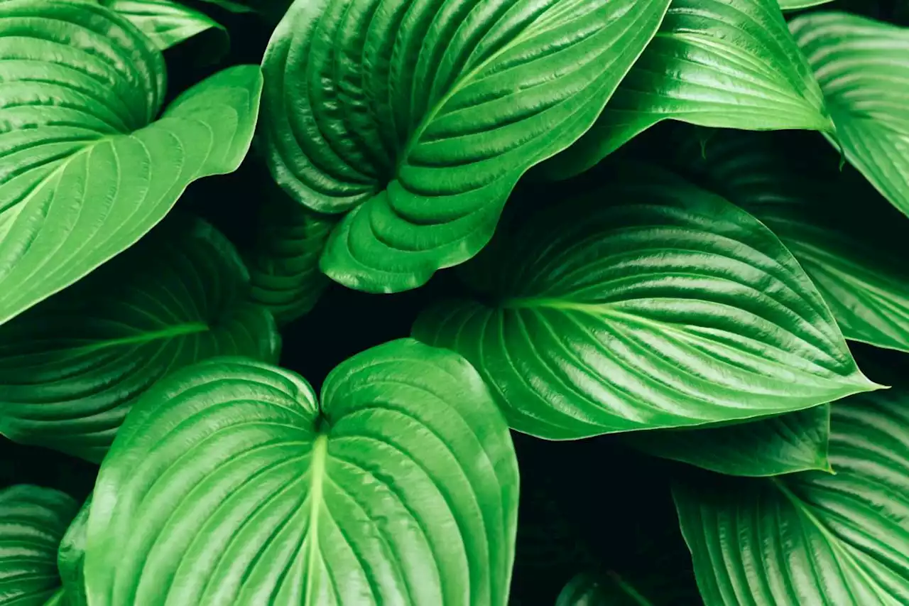 How adding a houseplant to your workspace can boost your mood and productivity