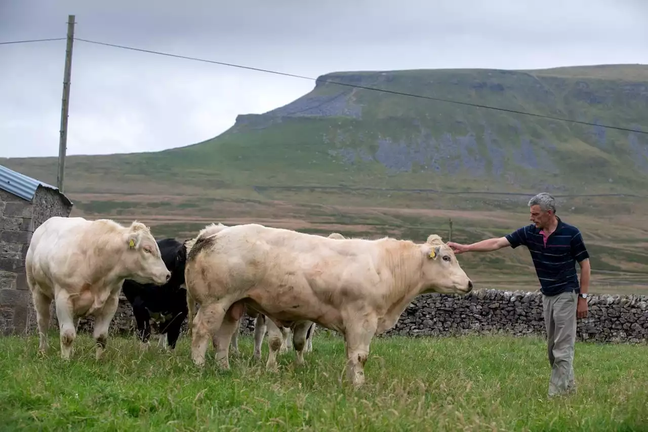 Farm of the Week: Two brothers who work one of Yorkshire's highest farms in shadow of Pen-y-Ghent