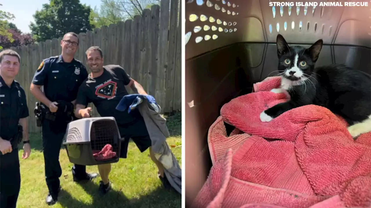 Cat dangling from fence rescued by team on Long Island