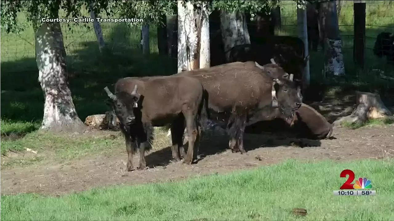 Restoration project brings wood bison back to Alaska