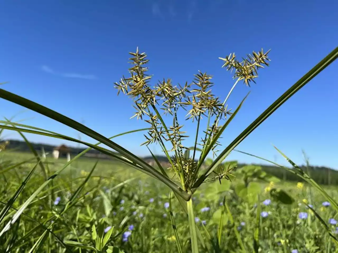 Maschinen waschen schützt vor der Verschleppung invasiver Neophyten - bauernzeitung.ch