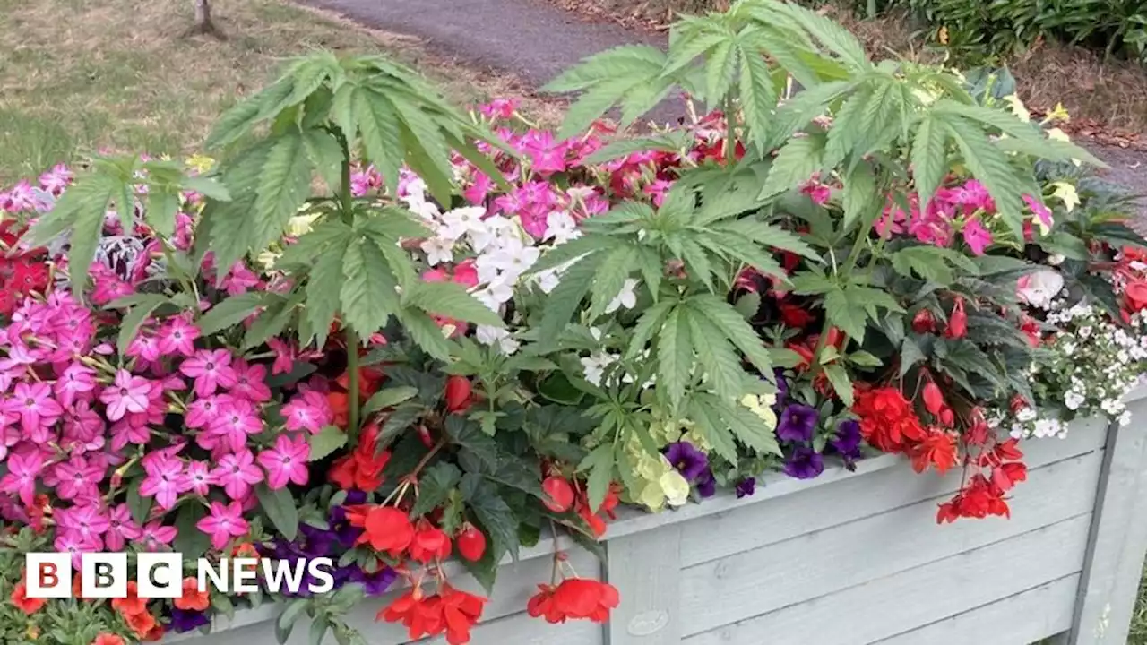 'Cannabis' plants removed from Dorset village's display