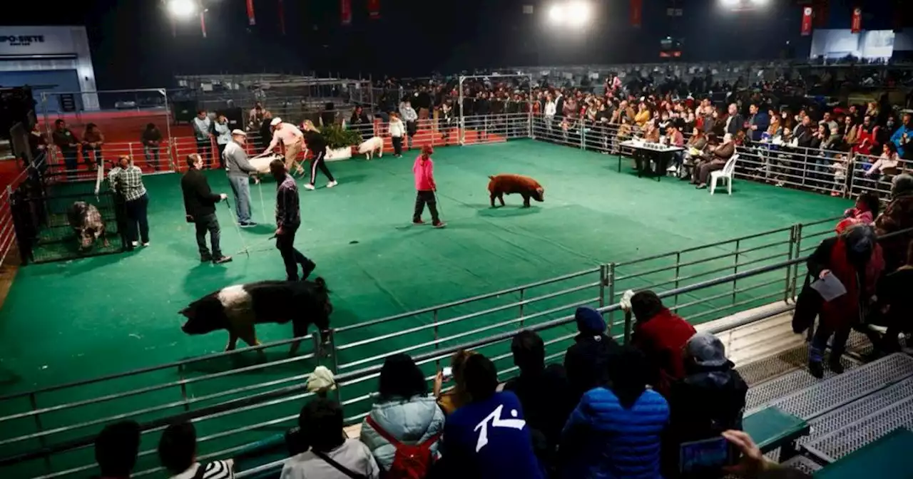 Exposición Rural: el campeonato de cerdos que atrae a grandes y chicos esta vez expuso la crisis del sector