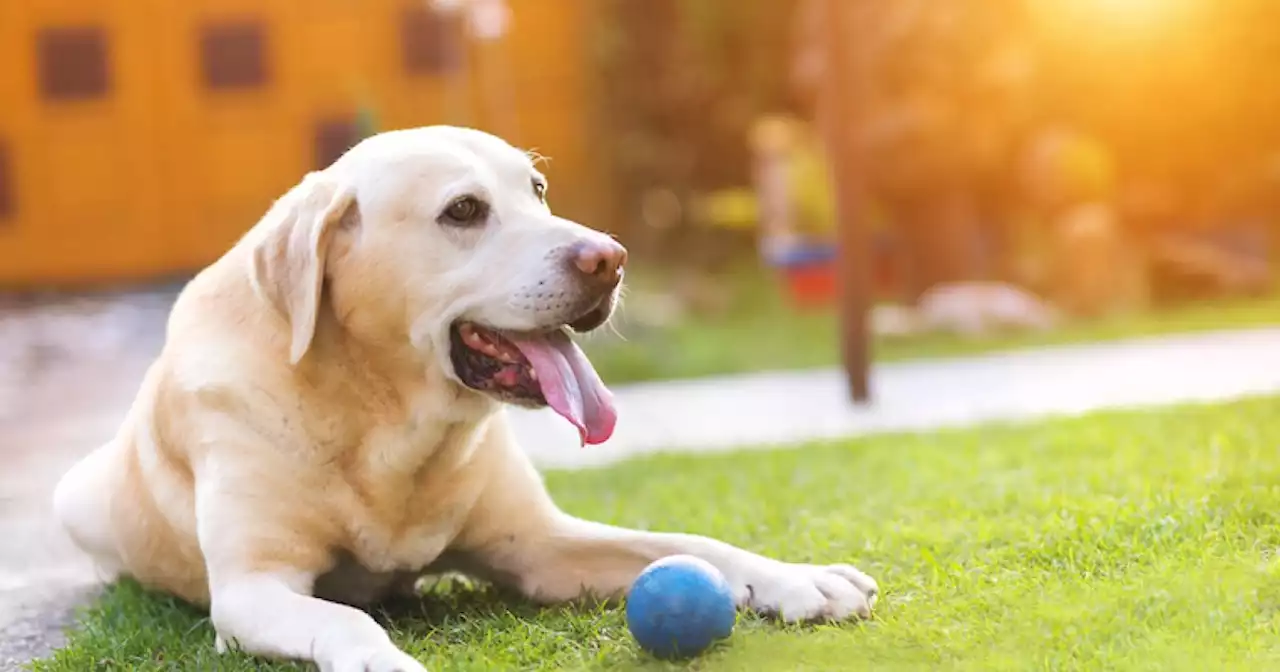 Earn hundreds of dollars renting your yard to dogs