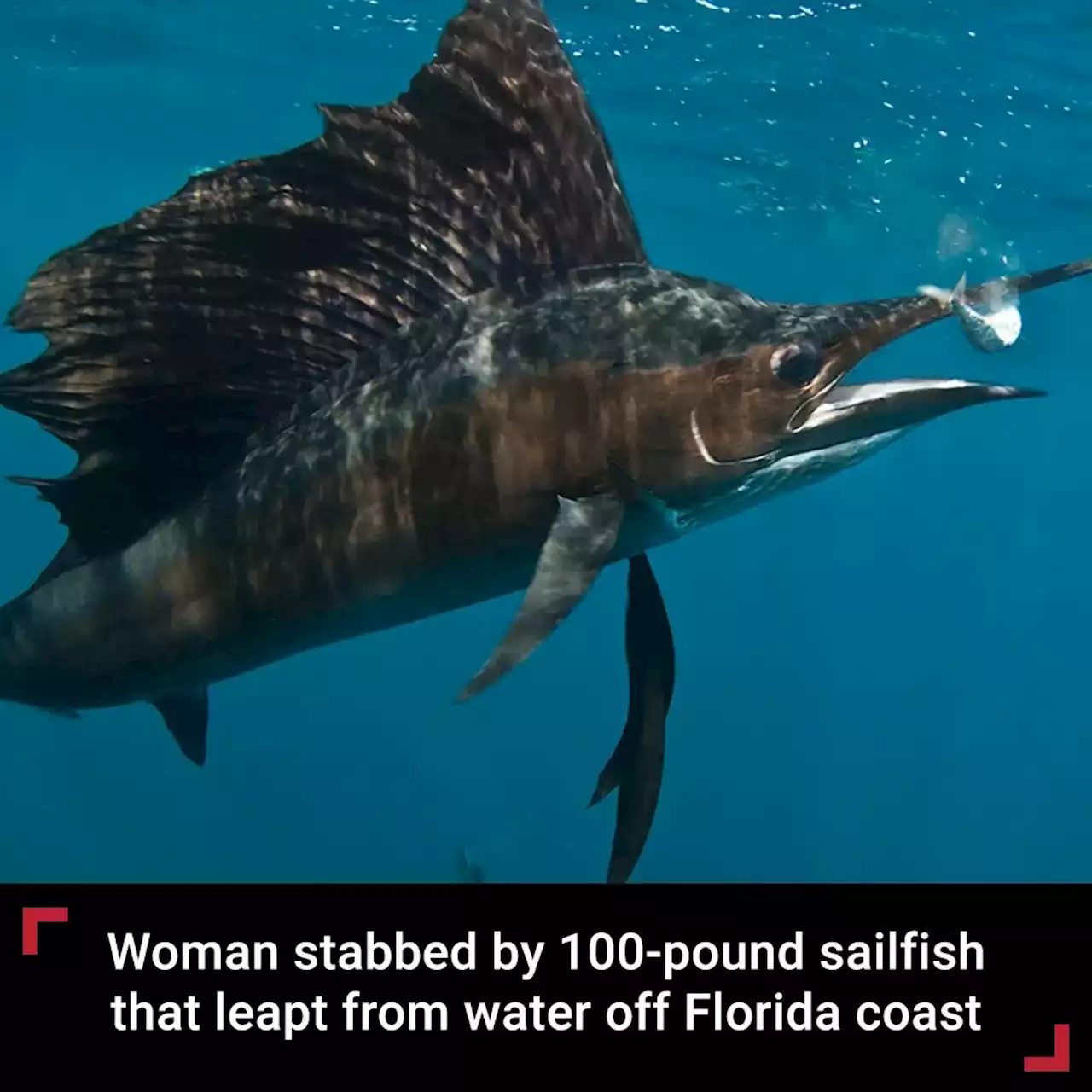 Woman, 73, stabbed by 100-pound sailfish that leapt from water off Florida coast